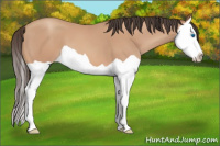 Horse Color:Amber Champagne Splash 