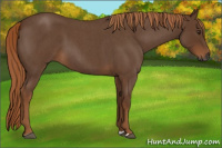 Horse Color:Gray Red Roan 