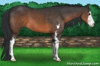 Horse Color:Brown Sabino 