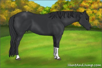 Horse Color:Black Tobiano 