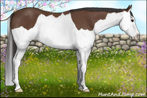 Horse Color: Bay Splash 