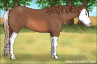 Horse Color:Chestnut Splash 