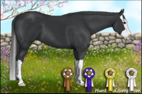 Horse Color:Brown Splash 