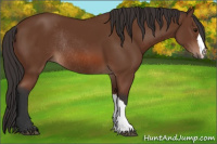 Horse Color:Bay Rabicano 