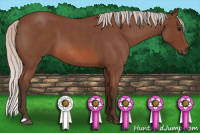 Horse Color:Silver Bay Roan 