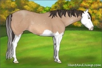 Horse Color:Amber Champagne Splash 