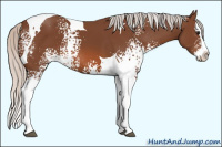 Horse Color:White Spotted Silver Bay Splash Tobiano