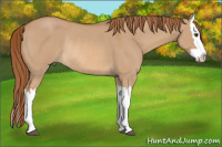 Horse Color:Red Dun Splash Rabicano