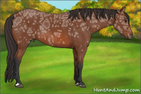 Horse Color:Bay Ice Rabicano 