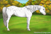 Horse Color:White Spotted Black Splash Appaloosa 