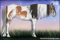 Horse Color:White Spotted Bay Splash Tobiano 
