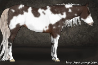 Horse Color:Gray White Spotted Silver Bay Frame Rabicano 