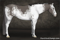 Horse Color:White Spotted Smoky Grullo