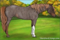 Horse Color:Liver Red Roan 