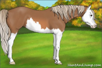Horse Color:Chestnut Splash