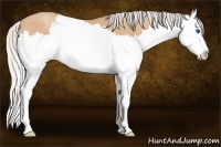 Horse Color:Silver Amber Champagne Splash 