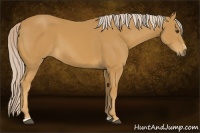 Horse Color:Palomino Sabino 