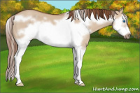 Horse Color:Liver Red Dun Splash Frame 