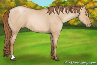 Horse Color:Bay Pearl Dun