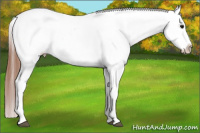 Horse Color:Bay Roan Appaloosa 