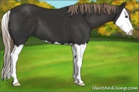 Horse Color:Liver Chestnut Splash 