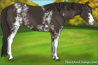 Horse Color:White Spotted Liver Chestnut 