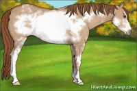 Horse Color:White Spotted Red Dun Frame 