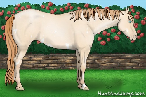 Horse Color: White Spotted Buckskin Roan Pearl Dun 