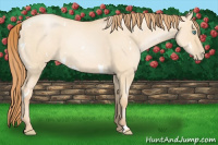 Horse Color:White Spotted Buckskin Roan Pearl Dun
