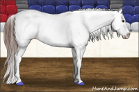 Horse Color:Bay Splash Tobiano Appaloosa 