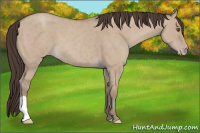 Horse Color:Classic Champagne Dun 