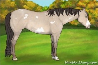 Horse Color:White Spotted Sable Champagne Dun Frame 