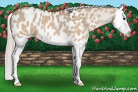 Horse Color:Silver Bay Dun Splash Appaloosa 