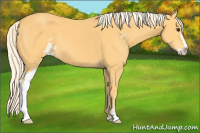 Horse Color:Palomino Sabino 