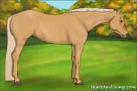 Horse Color:Palomino Roan 