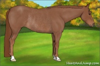 Horse Color:Red Roan Rabicano 