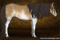 Horse Color:White Spotted Buckskin Dun 