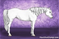 Horse Color:Gray Buckskin Sabino 