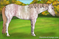 Horse Color:Chestnut Ice Rabicano