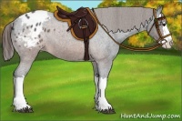 Horse Color:Brown Roan Splash Appaloosa