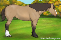 Horse Color:Buckskin Dun 