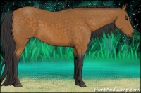 Horse Color:Buckskin 