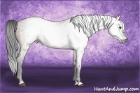 Horse Color:Gray Bay 