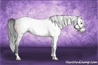 Horse Color:Gray Bay 