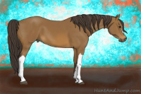 Horse Color:Buckskin 
