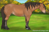 Horse Color:Bay Rabicano
