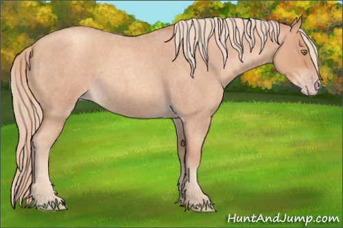 Horse Color: Gold Champagne Roan Rabicano 