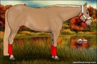 Horse Color:Chestnut Rabicano 