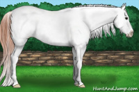 Horse Color:Brown Splash Appaloosa 