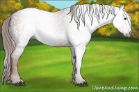 Horse Color:Gray Chestnut Rabicano 